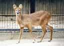 キバノロ 1